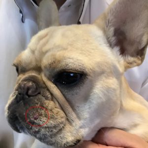 犬のニキビが改善 セピアウォーター体験談 敏感肌コンシェルジュ Dr ウィラード ウォーター 犬のニキビが改善 セピアウォーター体験談 敏感肌コンシェルジュ Dr ウィラード ウォーター